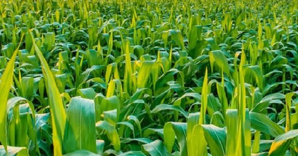 Agrochemical companies shine on YTD basis