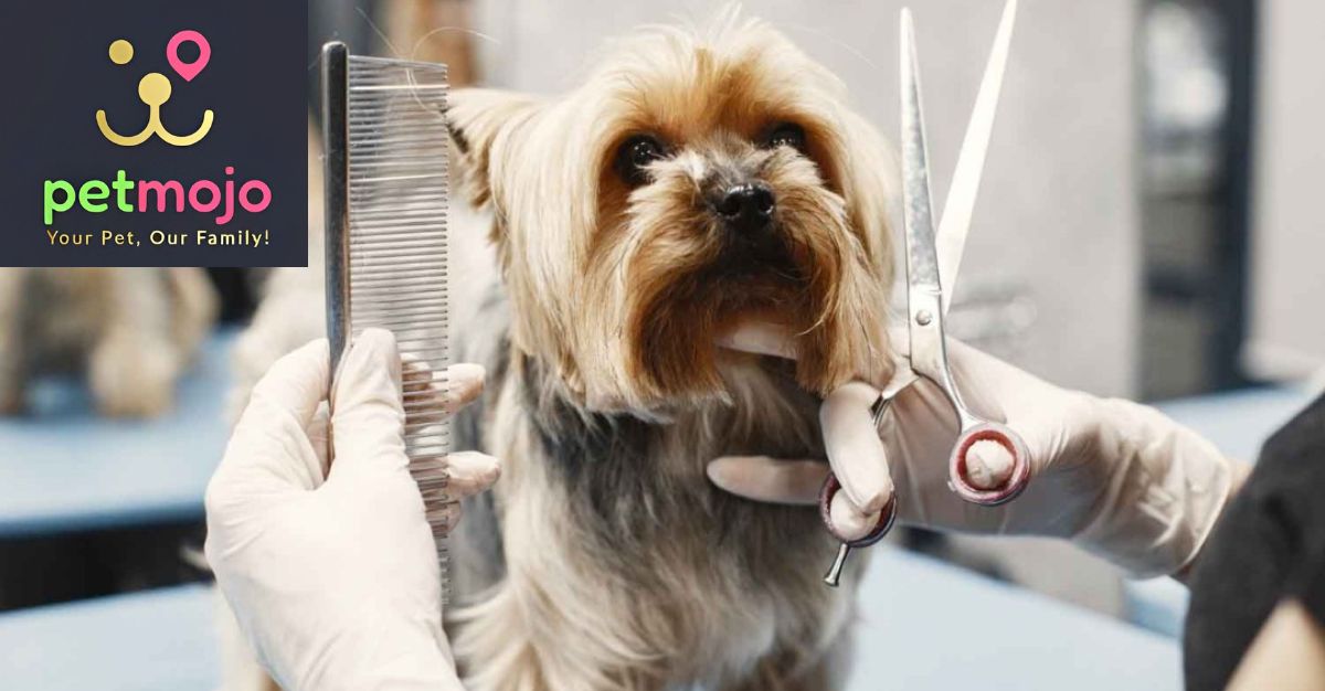 1:5 bonus share & 5:1 stock split: Penny stock under Rs 10; Company make a strategic investment of Rs 2.50 million in PETMOJO